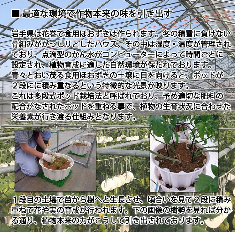 ネクスファームの「食用ほおずき(フルーツほおずき)」岩手花巻産 約150g (1パック約50g×3パック)減農薬栽培 *送料込 *代引き不可 *冷蔵便
