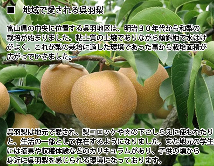【予約販売】石川梨園の「呉羽梨」富山県産 大玉以上5〜8玉 約3kg 赤秀品 *常温便 *送料込