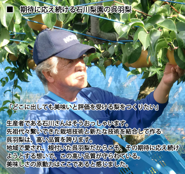 【予約販売】石川梨園の「呉羽梨」富山県産 大玉以上5〜8玉 約3kg 赤秀品 *常温便 *送料込