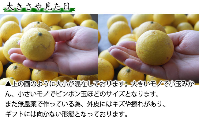 立山農園の黄金柑(ゴールデンオレンジ)無農薬栽培 神奈川県小田原産 混在約2kg *常温便 *送料込