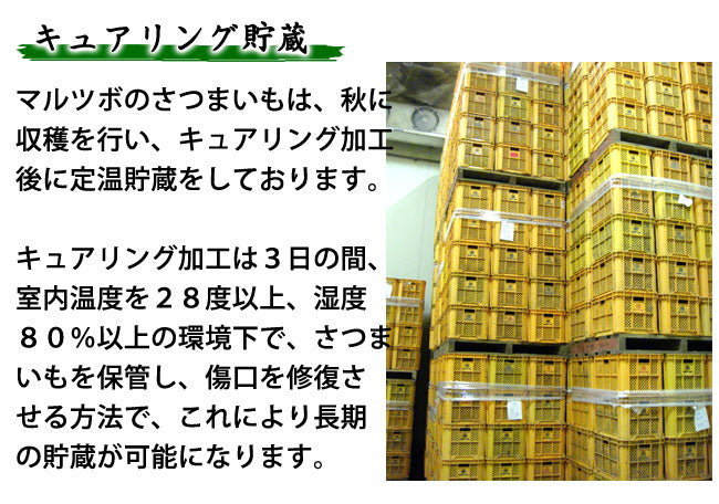 マルツボの「パープルスイートロード」紫芋 減農薬特別栽培 茨城県産 大小混在約3kg【紫色のさつまいも】*常温便 *送料込