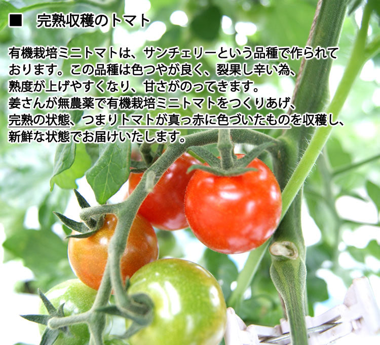 【業務用】姜さんの「有機ミニトマト」 有機栽培 長野県産 約1kg(約100g×10パック入)*冷蔵便 *送料込