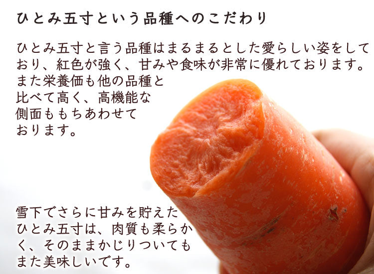 【業務用】島田農園の雪下にんじん 訳あり品大小混在 約5kg 減農薬特別栽培 新潟県産 品種:ひとみ五寸 *送料込 *常温便 のコピー
