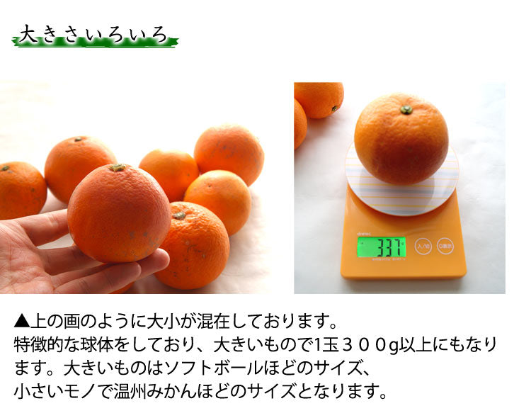 中川農園の有機ブラッドオレンジ 有機栽培 愛媛県産 大小混在約２kg モロ種タロッコ種混在　＊送料込　＊常温便発送