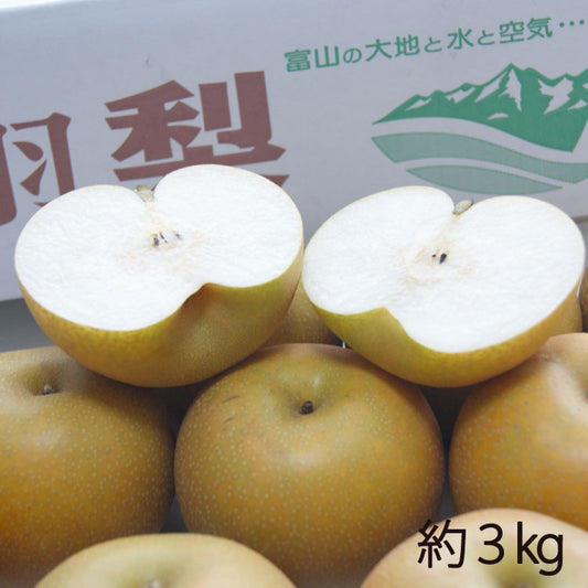 【予約販売】石川梨園の「呉羽梨」富山県産 大玉以上５〜８玉　約３kg  赤秀品　＊常温便　＊送料込