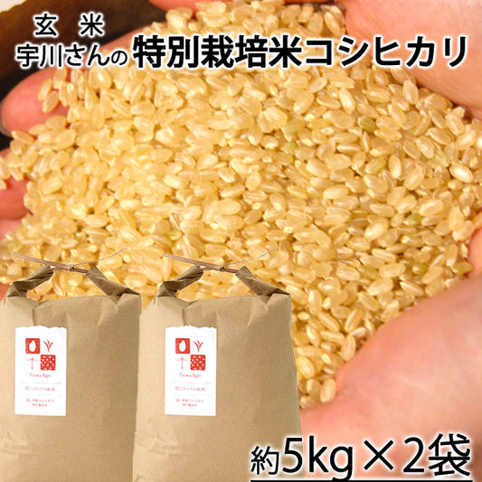 【令和4年産米】減農薬特別栽培米　宇川さんの「コシヒカリ」玄米　約５kｇ×2袋　＊送料込　