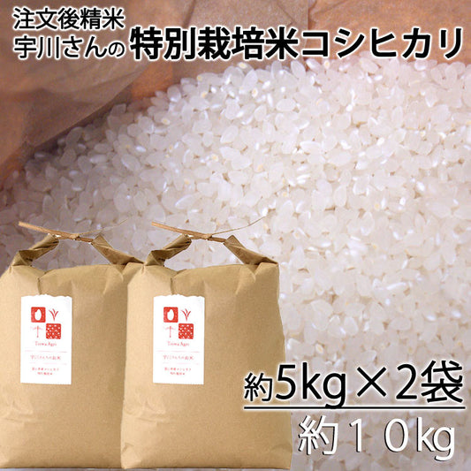 令和６年産新米　減農薬特別栽培米　宇川さんの「コシヒカリ」白米（注文後精米）　約５kｇ×２袋　＊送料込　