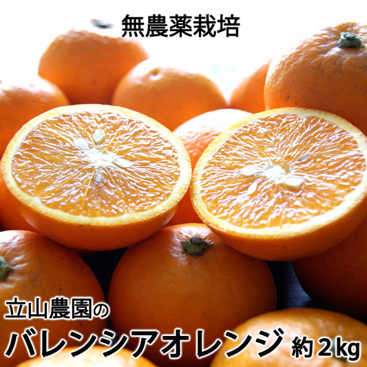 バレンシアオレンジ 無農薬栽培　神奈川県小田原産　混在約２kg　＊常温便　＊送料込