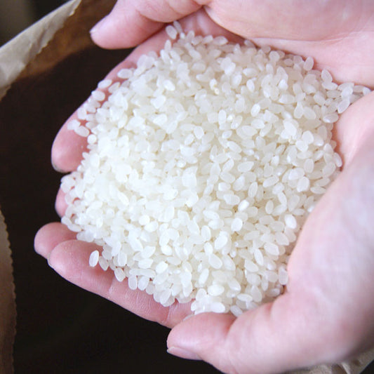 令和５年産 新米 有機栽培米　「コシヒカリ」白米　約１０kｇ　＊送料込　